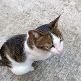 （分類：）位於 。 由 apppplee 提交（商品編號 1365891084，圖片 1）。簡介： 。