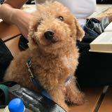 （分類：）位於 。 由 thrift_stuff. 提交（商品編號 1363143307，圖片 1）。簡介： 。