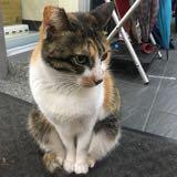 由 meowmeowmeow333 (刊登 ID 1381554812，圖片 1) 提交，位於 的 (類別：)，說明：。