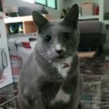 (Category: ) located in . Submitted by syir33n (Listing ID 1376323450, Image 1). Description: .