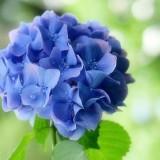 由 sunbelt633 (刊登 ID 1386372983，圖片 1) 提交，位於 的 (類別：)，說明：。