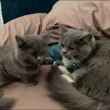 (Category: ) located in . Submitted by w00psie (Listing ID 1378961372, Image 1). Description: .