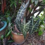(Category: ) located in . Submitted by nngkw (Listing ID 1460331608, Image 1). Description: .