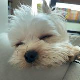 （分類：）位於 。 由 polothepuppy 提交（商品編號 1381938897，圖片 1）。簡介： 。