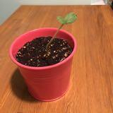（分類：）位於 。 由 s_scw 提交（商品編號 1300075268，圖片 1）。簡介： 。
