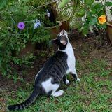(Category: ) located in . Submitted by meowchicawowow (Listing ID 1380565589, Image 1). Description: .