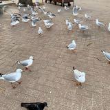 (Category: ) located in . Submitted by anilaofinds (Listing ID 1379056150, Image 1). Description: .