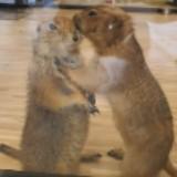 (Category: ) located in . Submitted by dewislin (Listing ID 1327001601, Image 1). Description: .