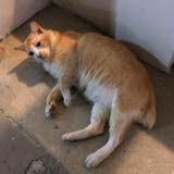 (Category: ) located in . Submitted by fast.deal11 (Listing ID 1002280732, Image 1). Description: .