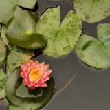 （分類：）位於 。 由 ccmimosa 提交（商品編號 1339879745，圖片 1）。簡介： 。