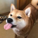 （分類：）位於 。 由 yaudingcda 提交（商品編號 1369637469，圖片 1）。簡介： 。
