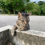 (Category: ) located in . Submitted by cat.man (Listing ID 1326873524, Image 1). Description: .