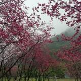 由 joey_yeen (刊登 ID 1385056000，圖片 1) 提交，位於 的 (類別：)，說明：。