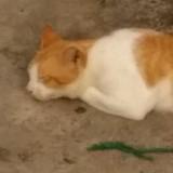 (Kategori: ) berada di . Dikirim oleh achmed.a16 (ID iklan 1384707827, Gambar 1). Deskripsi: .
