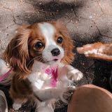 (Category: ) located in . Submitted by shopwitheme (Listing ID 1354072851, Image 1). Description: .