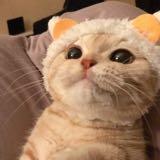 (Category: ) located in . Submitted by fuzzysocks (Listing ID 1383924684, Image 1). Description: .