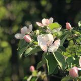 （分類：）位於 。 由 rainbow20202020 提交（商品編號 1379628913，圖片 1）。簡介： 。