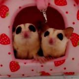 (Kategori: ) berada di . Dikirim oleh adoptme.reused (ID iklan 1148915561, Gambar 1). Deskripsi: .