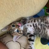 (Category: ) located in . Submitted by nur.safika (Listing ID 1377130100, Image 1). Description: .