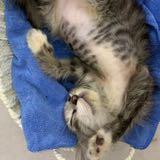 (Category: ) located in . Submitted by zookly (Listing ID 1364992021, Image 1). Description: .