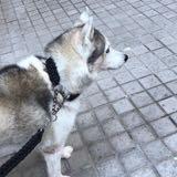 （分類：）位於 。 由 allpigsmustdie 提交（商品編號 1352687473，圖片 1）。簡介： 。