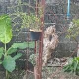 (Category: ) located in . Submitted by gerpee (Listing ID 1024385977, Image 1). Description: .