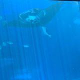 (Category: ) located in . Submitted by ba_an_na (Listing ID 1346252441, Image 1). Description: .