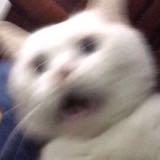 (Category: ) located in . Submitted by cheeseandwhiskers__ (Listing ID 1323848391, Image 1). Description: .