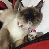 (Category: ) located in . Submitted by mai_moi_cat (Listing ID 1415089572, Image 1). Description: .