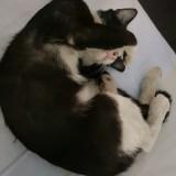 (Kategori: ) berada di . Dikirim oleh annecy.nerva (ID iklan 1147129547, Gambar 1). Deskripsi: .