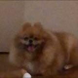 (Category: ) located in . Submitted by jakeyim19 (Listing ID 1323986155, Image 1). Description: .