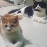 (Category: ) located in . Submitted by shahidahshukor (Listing ID 1303131201, Image 1). Description: .
