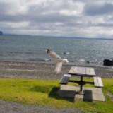 (Category: ) located in . Submitted by kyr21 (Listing ID 1379290890, Image 1). Description: .