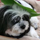 (Category: ) located in . Submitted by bang4bark (Listing ID 1380476277, Image 1). Description: .