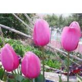 (Category: ) located in . Submitted by nego_sampai_jadi (Listing ID 1381492402, Image 1). Description: .