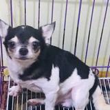 (Category: ) located in . Submitted by thestoreofhappinessph (Listing ID 1349631029, Image 1). Description: .