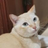 (Category: ) located in . Submitted by fungill (Listing ID 1211480082, Image 1). Description: .