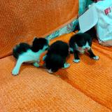 (Category: ) located in . Submitted by bangmudah86 (Listing ID 1385499545, Image 1). Description: .