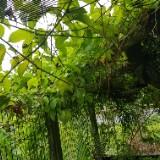 (Category: ) located in . Submitted by yanjenn (Listing ID 1348774034, Image 1). Description: .