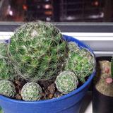 (Category: ) located in . Submitted by jtbl1305 (Listing ID 1114127633, Image 1). Description: .