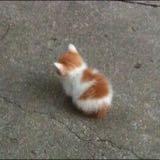 (Category: ) located in . Submitted by picats0 (Listing ID 1340099744, Image 1). Description: .