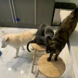 (Category: ) located in . Submitted by jjjjcm (Listing ID 1136204605, Image 1). Description: .