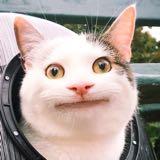 （分類：）位於 。 由 love_cat_cat 提交（商品編號 1284115119，圖片 1）。簡介： 。