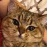 (Category: ) located in . Submitted by belformer (Listing ID 1301273096, Image 1). Description: .