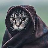 (Category: ) located in . Submitted by khajiitwares (Listing ID 1306273378, Image 1). Description: .