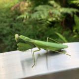 由 sky1021888 (刊登 ID 1384541786，圖片 1) 提交，位於 的 (類別：)，說明：。
