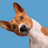 (Category: ) located in . Submitted by dogdog93 (Listing ID 1384649490, Image 1). Description: .