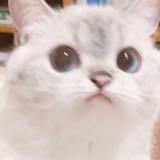 (Category: ) located in . Submitted by tsuki_shiroi (Listing ID 1321468910, Image 1). Description: .