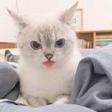（分類：）位於 。 由 mk_sss09 提交（商品編號 1322653776，圖片 1）。簡介： 。