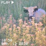 (Category: ) located in . Submitted by aumarina (Listing ID 1355263578, Image 1). Description: .